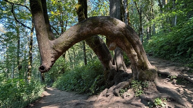 A uniquely shaped, mature tree standing alongside a dirt path in a dense forest. The thick, mossy trunk curves in a dramatic arch overhead before extending outward, ending in a hollowed-out, circular opening in the wood. Sunlight filters through the surrounding green canopy, highlighting the gnarled roots and rough bark texture.